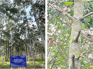 TPHCM: Quản lý sâu ăn lá trên cây sao đen và dầu rái
